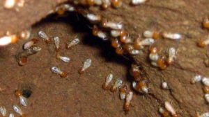 Baby Termite Picture
