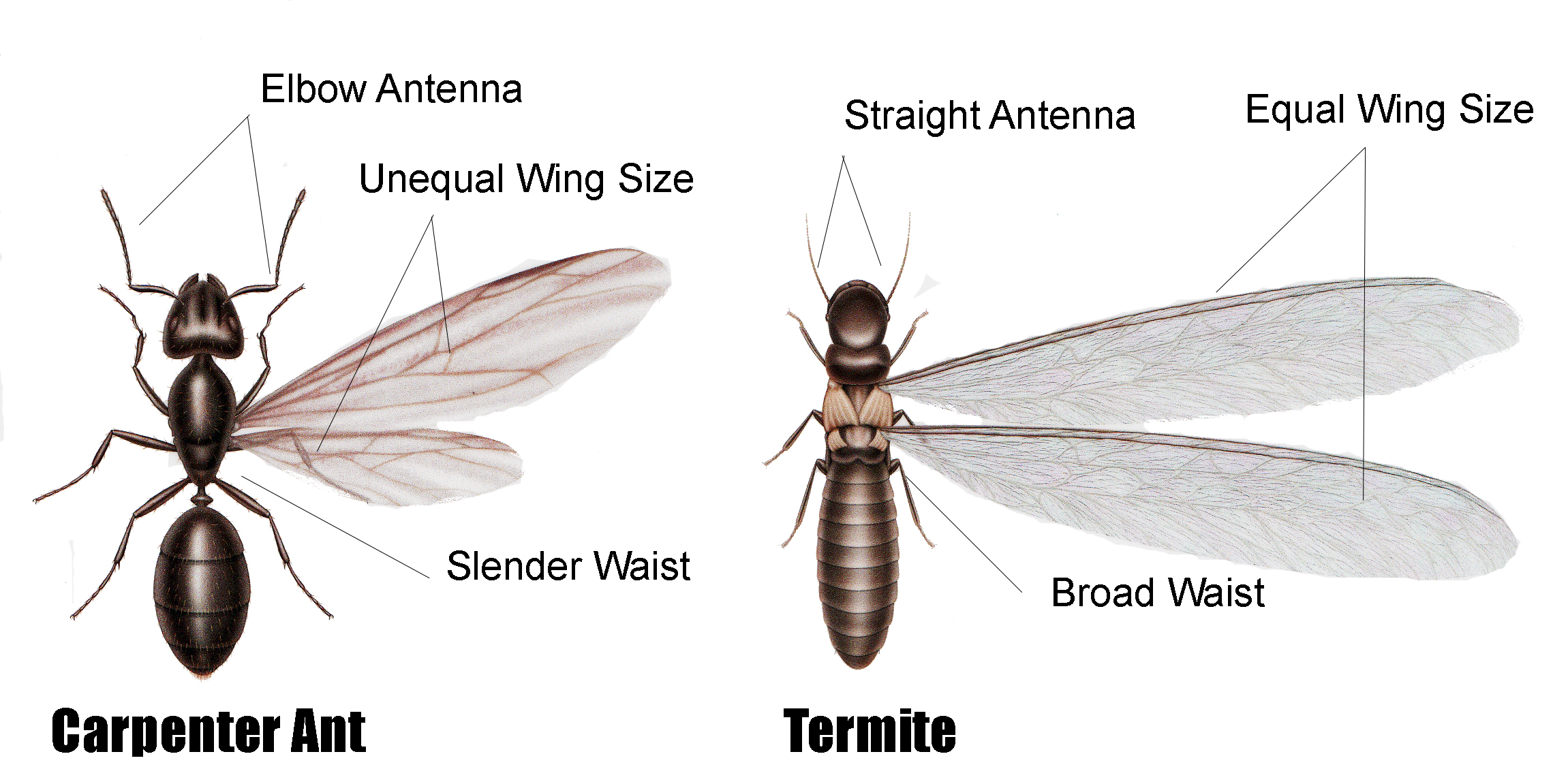 Flying Ants vs Termites Picture