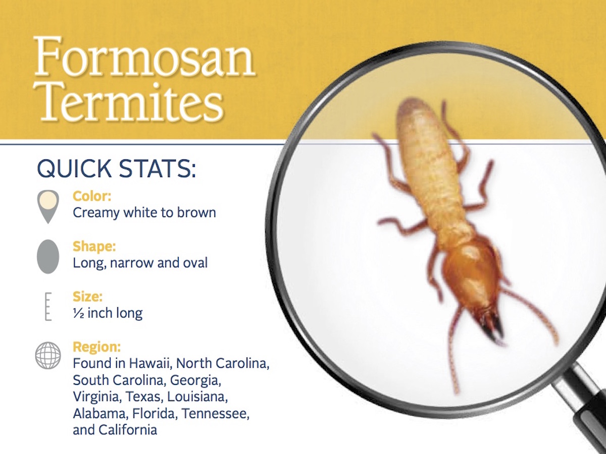 Formosan Termites Picture