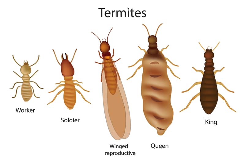 Picture Of All Types Of Termites
