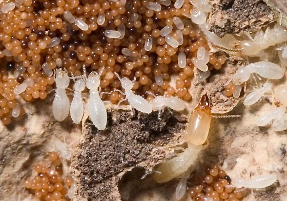 Termites Eggs Picture