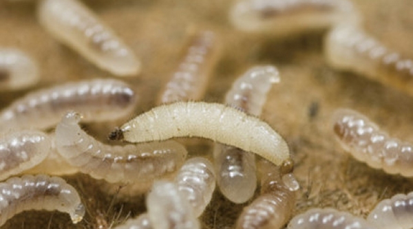 Termites Larvae Picture