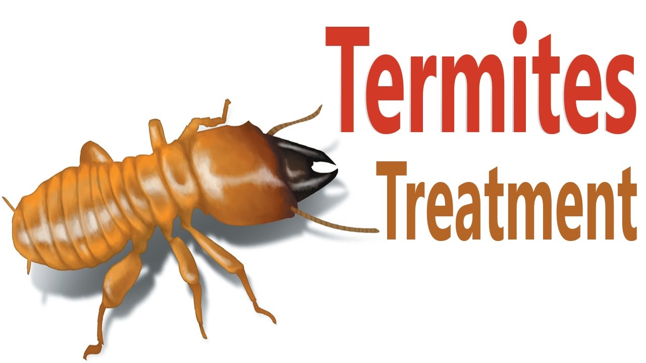 ways to control, treatment & getting rid of termites