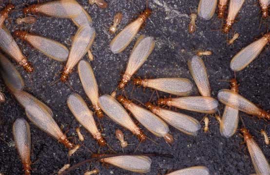 flying termites swarming and building colonies