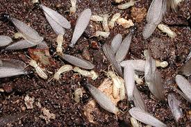 discarded wings is the sign of termite infestation