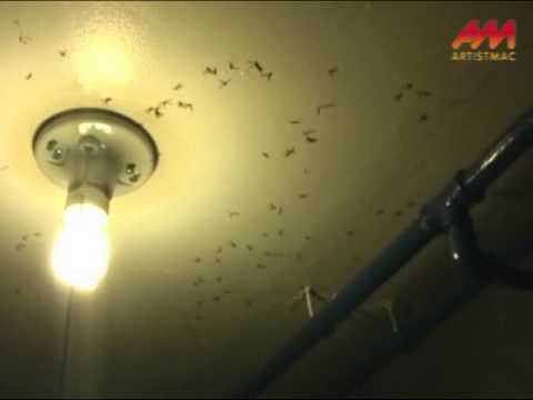 flying termites is the sign of termite infestation