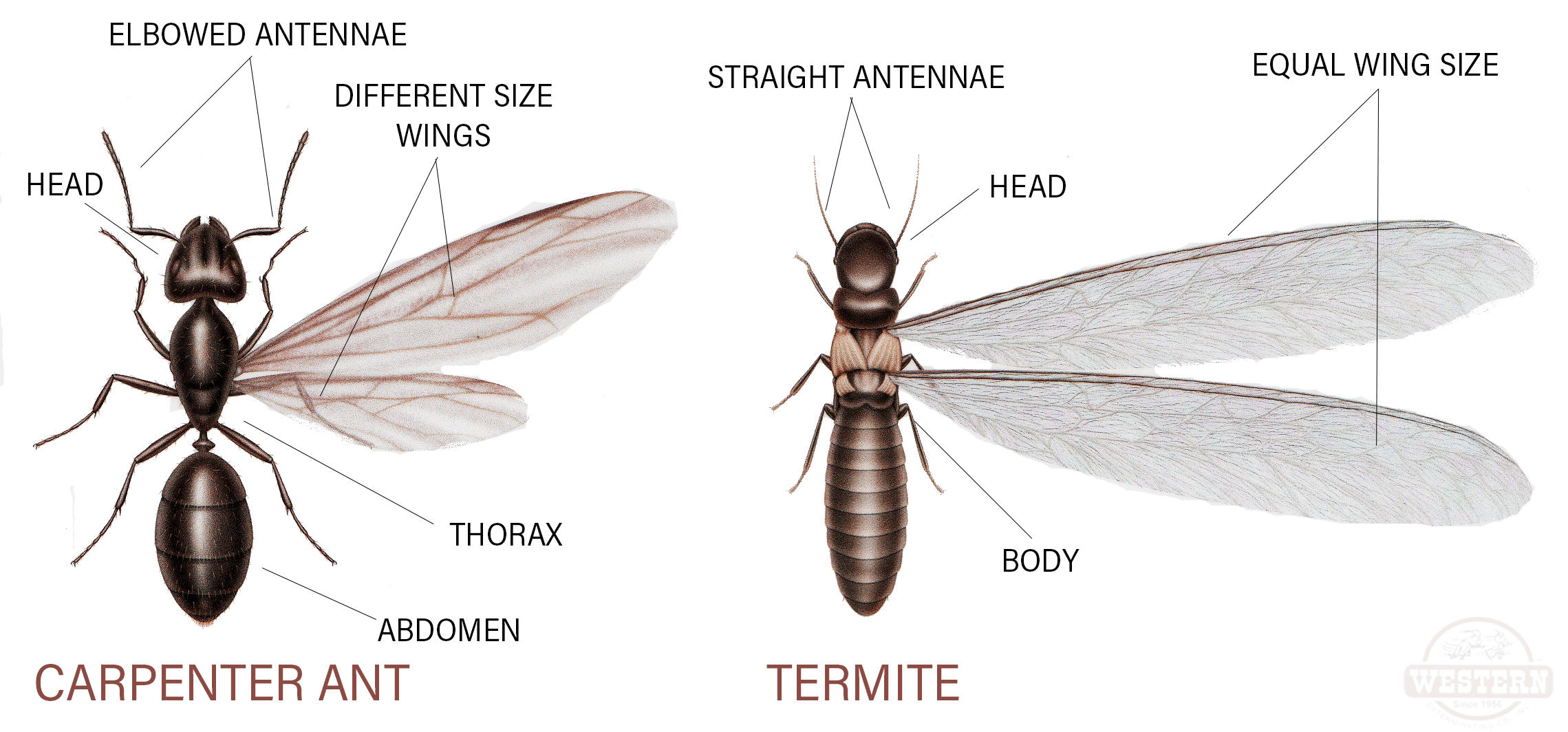 how to identify termite swarmers