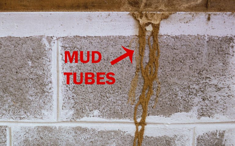 mud tubes is the sign of termite infestation