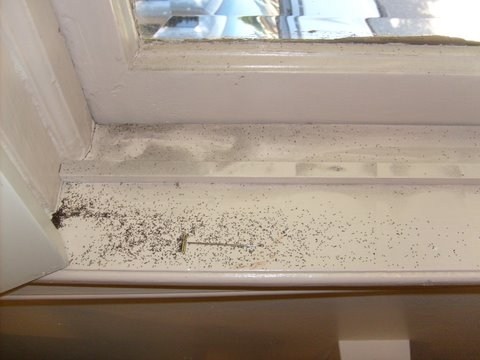 Ill-fit doors and windows is the sign of termite infestation