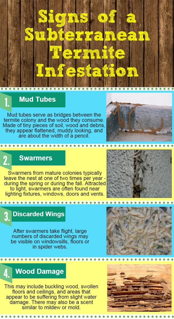 signs of subterranean termites