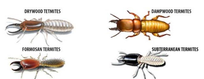 four different types of termites