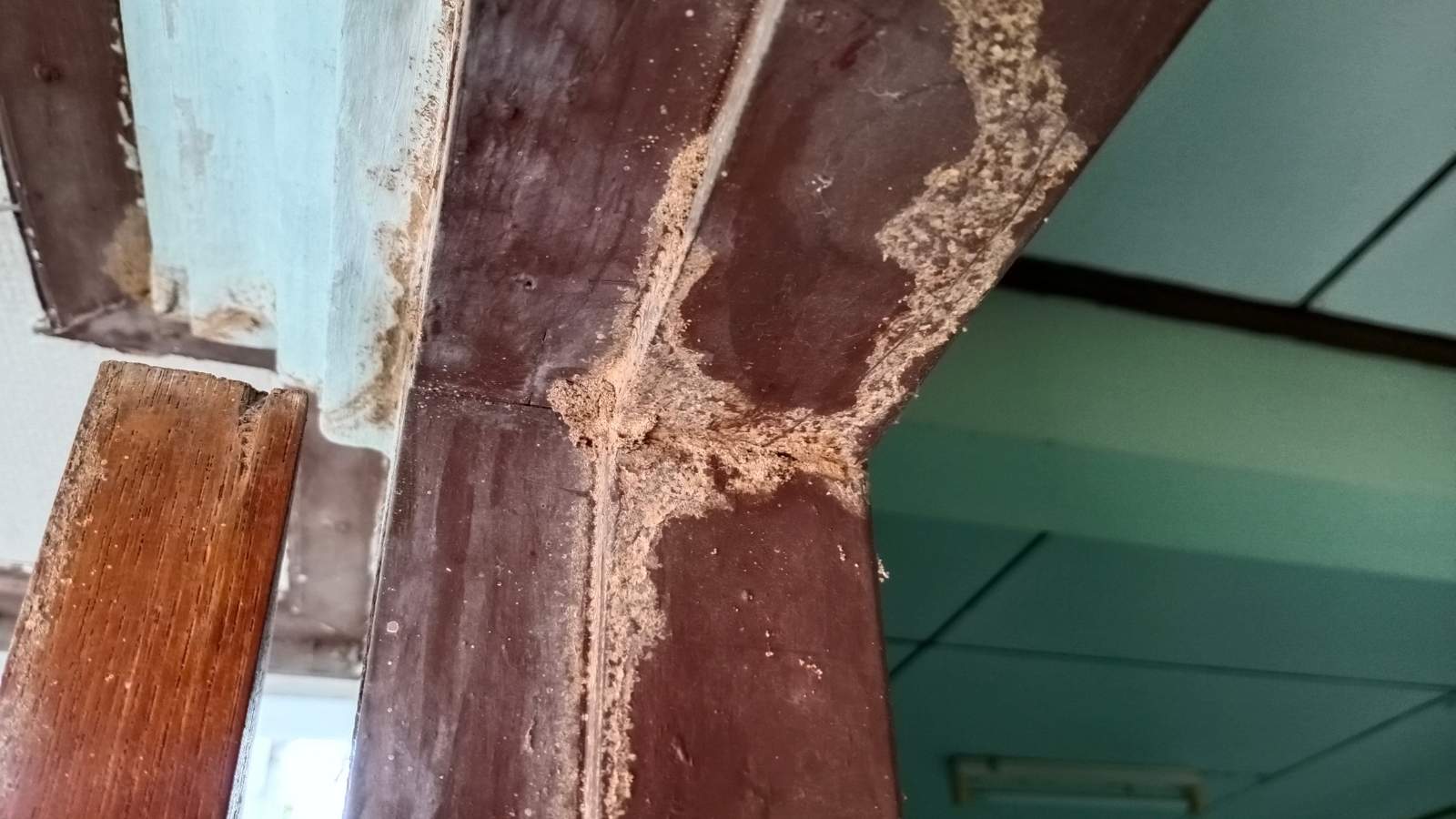 Signs of termites