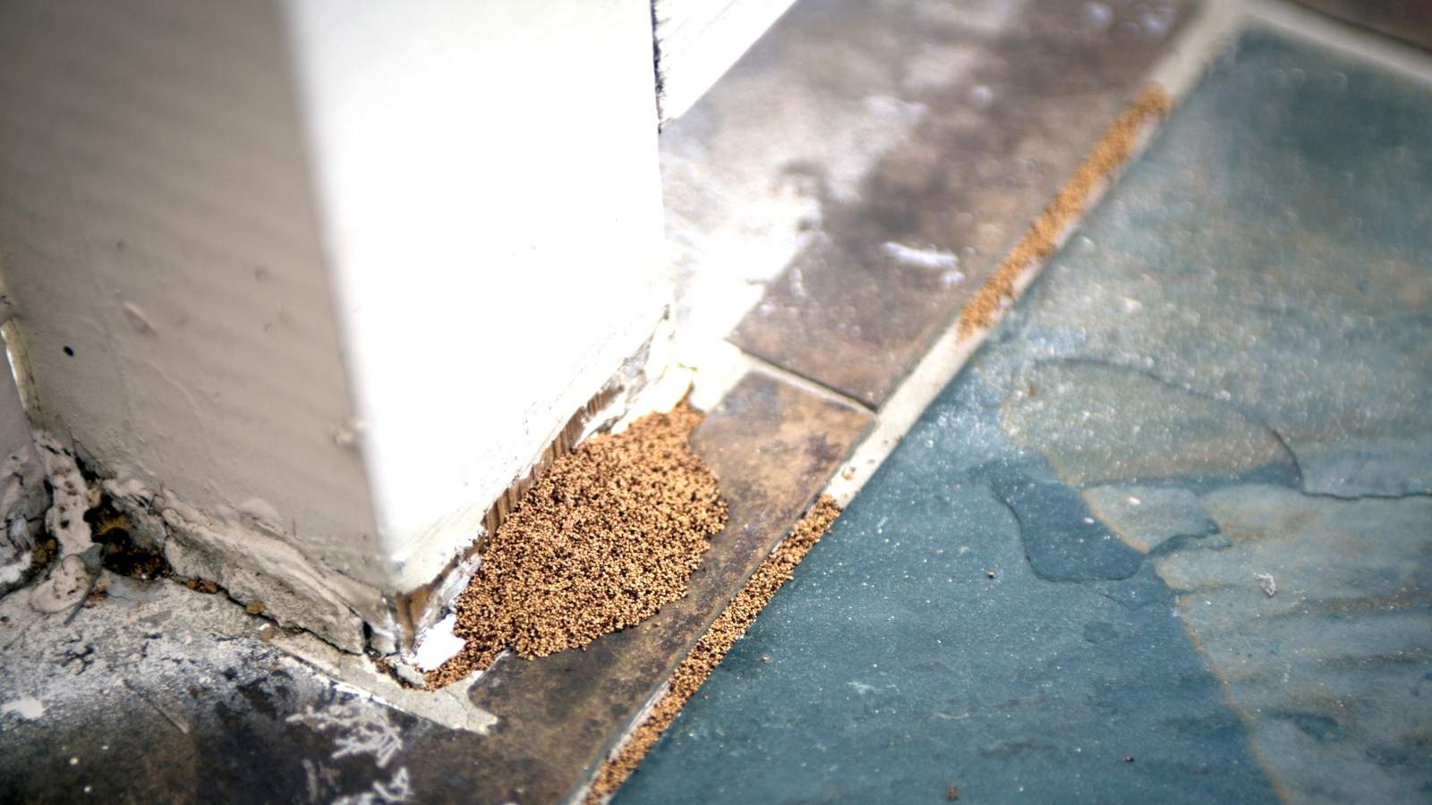 how to treat termite damage
